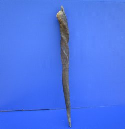 25-3/4 inches Natural Female Cow Eland Horn for Sale (23-1/2" Straight) - Buy this one for $31.99