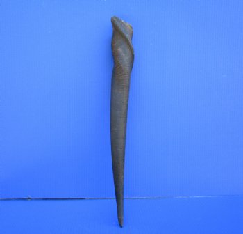 21-1/4 inches Natural Female Cow Eland Horn for Sale (20" Straight) - Buy this one for $31.99
