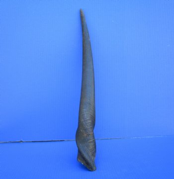 21-1/4 inches Natural Female Cow Eland Horn for Sale (20" Straight) - Buy this one for $31.99