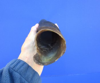 21-1/4 inches Natural Female Cow Eland Horn for Sale (20" Straight) - Buy this one for $31.99