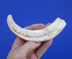 7-1/4 inches African Warthog Tusk, <font color=red> 5-3/4 inches Solid </font> for $19.99
