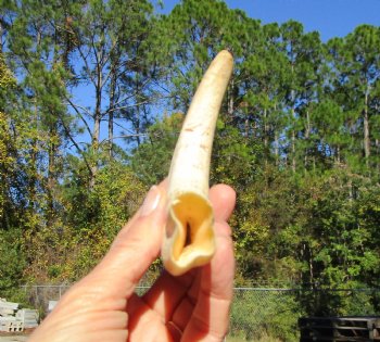 7-1/4 inches African Warthog Tusk, <font color=red> 5-3/4 inches Solid </font> for $19.99