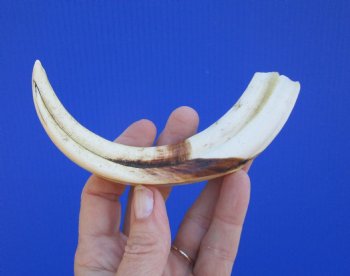 7-1/4 inches African Warthog Tusk, <font color=red> 5-3/4 inches Solid </font> for $19.99