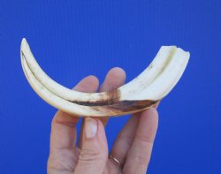 7-1/4 inches African Warthog Tusk, <font color=red> 5-3/4 inches Solid </font> for $19.99