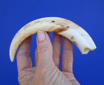 7-1/4 inches African Warthog Tusk, <font color=red> 5-3/4 inches Solid </font> for $19.99