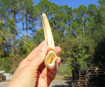 7-1/4 inches African Warthog Tusk, <font color=red> 5-3/4 inches Solid </font> for $19.99