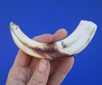 6-1/4 inches African Warthog Tusk, <font color=red> 4-1/4 inches Solid </font> for $19.99