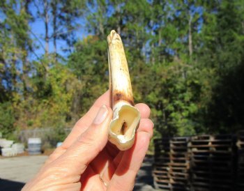 6-1/4 inches African Warthog Tusk, <font color=red> 4-1/4 inches Solid </font> for $19.99