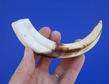 6-1/2 inches African Warthog Tusk, <font color=red> 4-3/4 inches Solid </font> for $19.99
