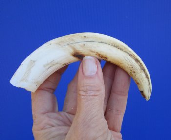 6-1/2 inches African Warthog Tusk, <font color=red> 4-3/4 inches Solid </font> for $19.99