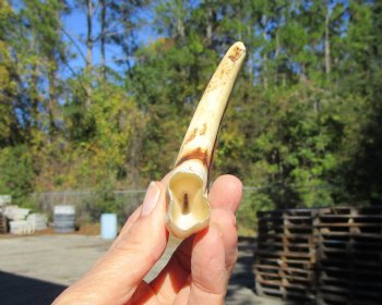 6-1/2 inches African Warthog Tusk, <font color=red> 4-3/4 inches Solid </font> for $19.99