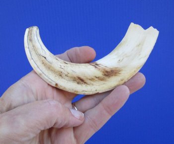 7-1/4 inches African Warthog Tusk, <font color=red> 4-3/4 inches Solid </font> for $19.99