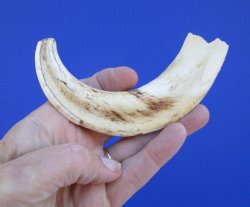 7-1/4 inches African Warthog Tusk, <font color=red> 4-3/4 inches Solid </font> for $19.99