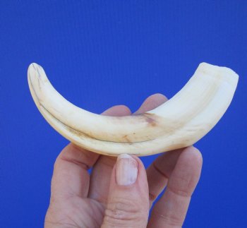 6-1/4 inches African Warthog Tusk, <font color=red> 5 inches Solid </font> for $19.99