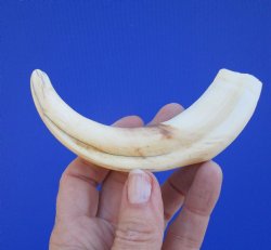 6-1/4 inches African Warthog Tusk, <font color=red> 5 inches Solid </font> for $19.99