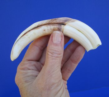 6-1/4 inches African Warthog Tusk, <font color=red> 5 inches Solid </font> for $19.99