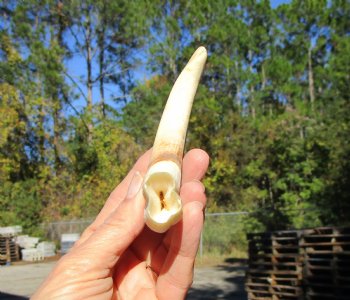 6-1/4 inches African Warthog Tusk, <font color=red> 5 inches Solid </font> for $19.99