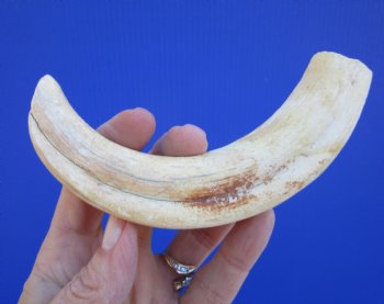 7-1/2 inches African Warthog Tusk, <font color=red> 5-3/4 inches Solid </font> for $19.99