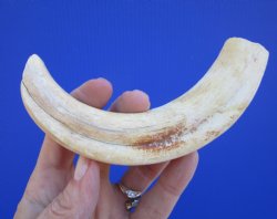 7-1/2 inches African Warthog Tusk, <font color=red> 5-3/4 inches Solid </font> for $19.99