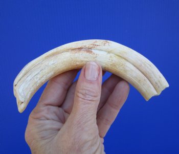 7-1/2 inches African Warthog Tusk, <font color=red> 5-3/4 inches Solid </font> for $19.99