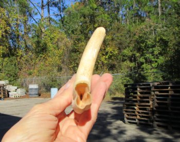 7-1/2 inches African Warthog Tusk, <font color=red> 5-3/4 inches Solid </font> for $19.99