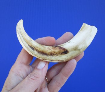6-3/4 inches African Warthog Tusk, <font color=red> 4-3/4 inches Solid </font> for $19.99