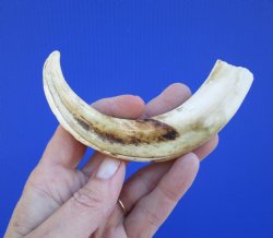 6-3/4 inches African Warthog Tusk, <font color=red> 4-3/4 inches Solid </font> for $19.99