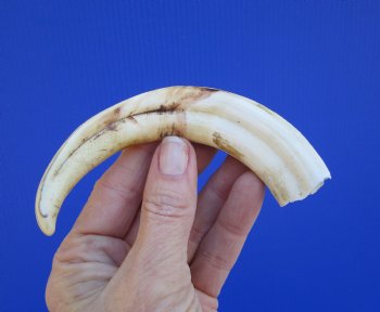 6-3/4 inches African Warthog Tusk, <font color=red> 4-3/4 inches Solid </font> for $19.99