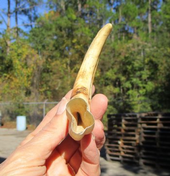 6-3/4 inches African Warthog Tusk, <font color=red> 4-3/4 inches Solid </font> for $19.99