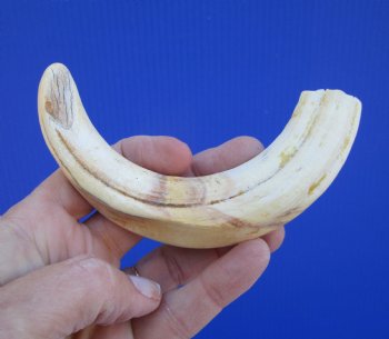 7 inches African Warthog Tusk, <font color=red> 5-1/4 inches Solid </font> for $19.99