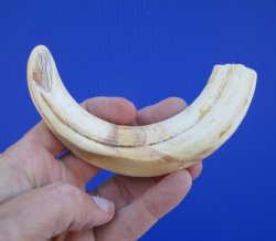 7 inches African Warthog Tusk, <font color=red> 5-1/4 inches Solid </font> for $19.99