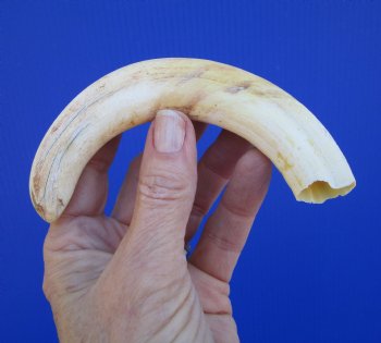 7 inches African Warthog Tusk, <font color=red> 5-1/4 inches Solid </font> for $19.99