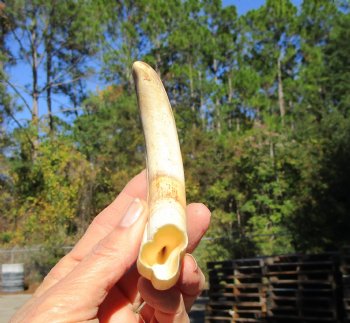 7 inches African Warthog Tusk, <font color=red> 5-1/4 inches Solid </font> for $19.99