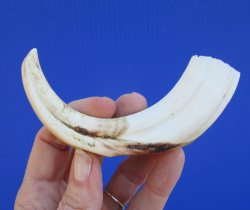 6-1/4 inches African Warthog Tusk, <font color=red> 3-3/4 inches Solid </font> for $19.99