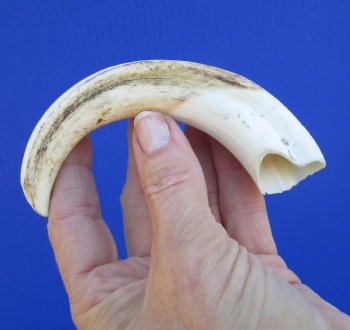 6-1/4 inches African Warthog Tusk, <font color=red> 3-3/4 inches Solid </font> for $19.99