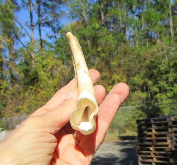 6-1/4 inches African Warthog Tusk, <font color=red> 3-3/4 inches Solid </font> for $19.99