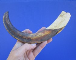 12 inches Huge Warthog Tusk for Carving, 8.6 ounces <font color=red> 10 inches Solid</font> - Buy for $79.99
