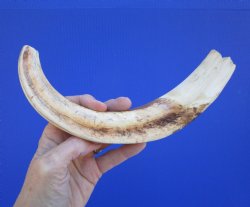 12-1/4 inches Huge Warthog Tusk for Carving, 10 ounces <font color=red> 10 inches Solid</font> - Buy for $79.99