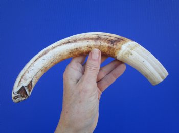 12-1/4 inches Huge Warthog Tusk for Carving, 10 ounces <font color=red> 10 inches Solid</font> - Buy for $79.99