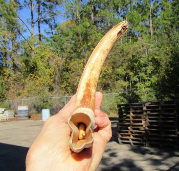 12-1/4 inches Huge Warthog Tusk for Carving, 10 ounces <font color=red> 10 inches Solid</font> - Buy for $79.99