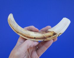 9 inches Authentic Warthog Tusk, 4.6 ounces, <font color=red> 7-1/2 Inches Solid</font> - Buy this one for $44.99
