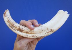 10-1/2 inches Large Warthog Tusk (<font color=red>7-3/4 inches Solid</font>) for $59.99