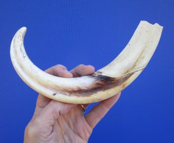 11-1/2 inches Huge Warthog Tusk for Carving, 6.8 ounces <font color=red>9-1/2 inches Solid</font> - Buy for $69.99
