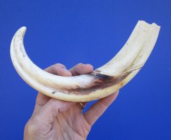 11-1/2 inches Huge Warthog Tusk for Carving, 6.8 ounces <font color=red>9-1/2 inches Solid</font> - Buy for $69.99