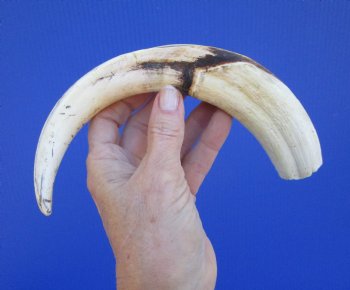 11-1/2 inches Huge Warthog Tusk for Carving, 6.8 ounces <font color=red>9-1/2 inches Solid</font> - Buy for $69.99