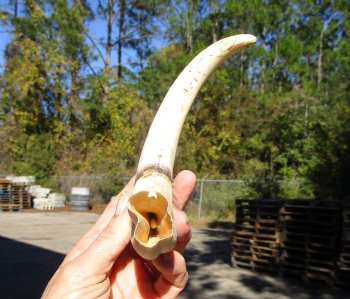 11-1/2 inches Huge Warthog Tusk for Carving, 6.8 ounces <font color=red>9-1/2 inches Solid</font> - Buy for $69.99