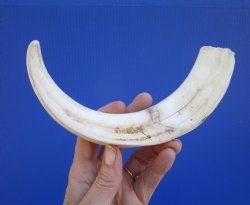 10-1/2 inches Large Warthog Tusk (<font color=red>8 inches Solid</font>) for $59.99