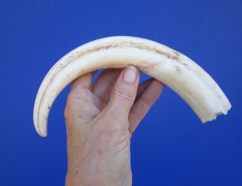 10-1/2 inches Large Warthog Tusk (<font color=red>8 inches Solid</font>) for $59.99