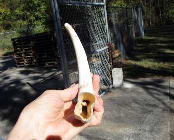 10-1/2 inches Large Warthog Tusk (<font color=red>8 inches Solid</font>) for $59.99