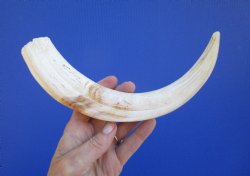 11-3/4 inches Huge Warthog Tusk for Carving, 8.1 ounces <font color=red>8-1/4 inches Solid</font> - Buy for $69.99